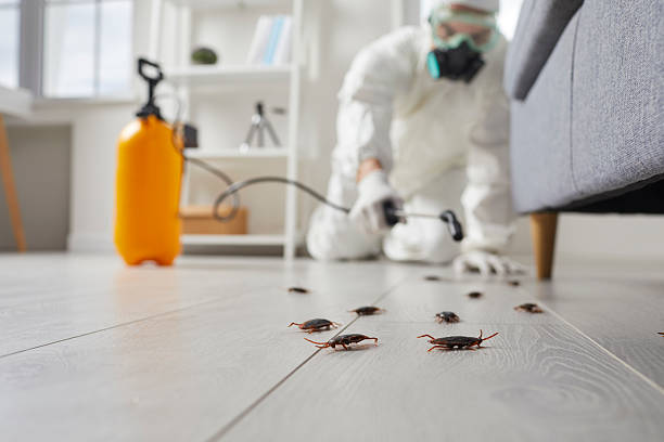 Commercial Kitchen Cockroach Control in San Augustine
